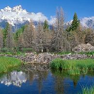 Amerikaanse beverdam and beverburcht (Castor canadensis) Grand Teton NP, Wyoming, USA
<BR><BR>Zie ook www.arterra.be</P>